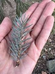 Picea