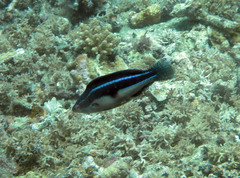 Cirrhilabrus temminckii