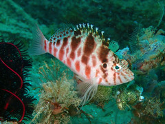 Cirrhitichthys aprinus