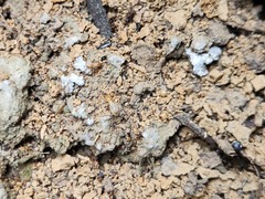 Odontotermes formosanus