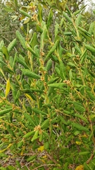Lyonia ferruginea