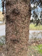Picea