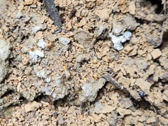 Odontotermes formosanus