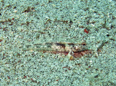 Coryphopterus