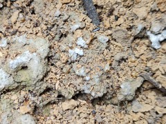 Odontotermes formosanus