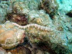 Corythoichthys polynotatus