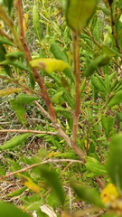 Lyonia ferruginea