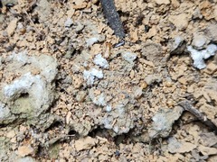 Odontotermes formosanus