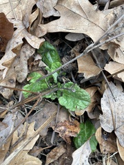Salvia lyrata