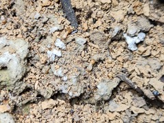 Odontotermes formosanus