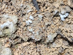 Odontotermes formosanus