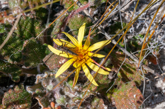 Haplocarpha oocephala