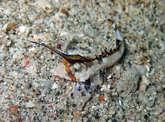 Dactylopus kuiteri