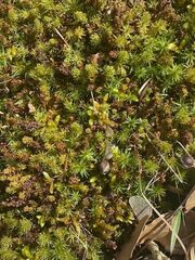Tortella squarrosa