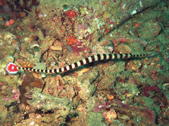 Dunckerocampus dactyliophorus