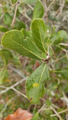 Quercus chapmanii