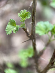 Ribes uva-crispa