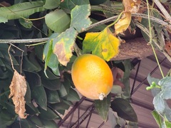 Momordica cochinchinensis