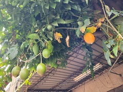 Momordica cochinchinensis