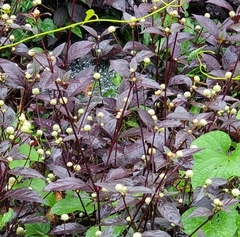Physalis angulata