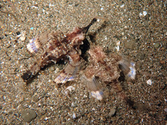 Eurypegasus draconis