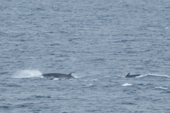 Balaenoptera bonaerensis