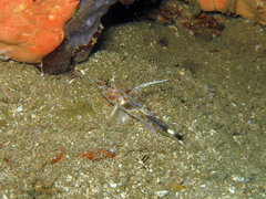 Fusigobius inframaculatus