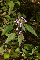 Justiciinae