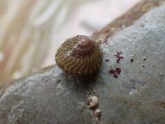 Steromphala cineraria