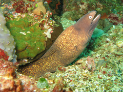 Gymnothorax thyrsoideus