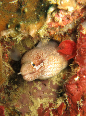 Gymnothorax zonipectis