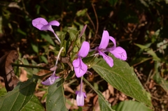 Justiciinae