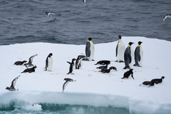 Aptenodytes forsteri