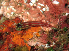Helcogramma striata