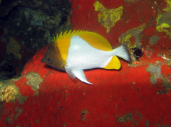Hemitaurichthys polylepis