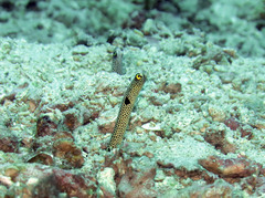 Heteroconger hassi