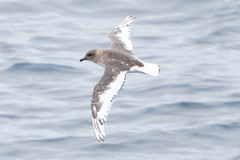 Thalassoica antarctica