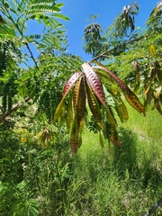 Leucaena leucocephala image