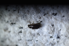 Stenolophini