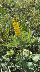 Lupinus luteus