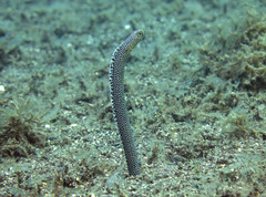 Heteroconger taylori