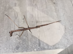 Libethra