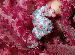 Hippocampus bargibanti