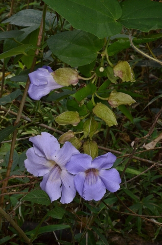 Thunbergia laurifolia