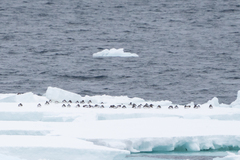 Thalassoica antarctica