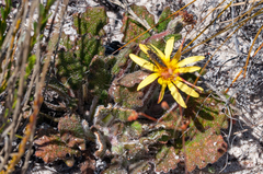 Haplocarpha oocephala