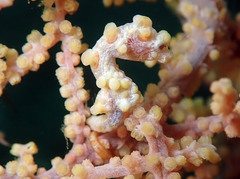 Hippocampus bargibanti