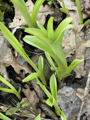 Hemerocallis fulva