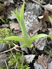 Hemerocallis fulva