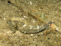 Hippocampus kuda